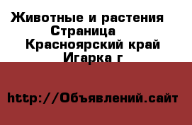  Животные и растения - Страница 2 . Красноярский край,Игарка г.